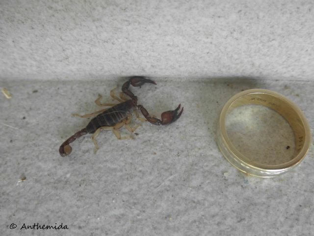 Euscorpius sp - Grecia